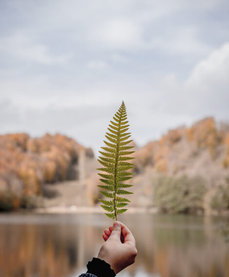 Travebuzz Leaf